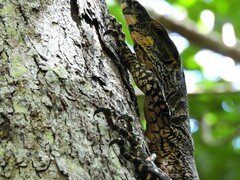 Varanus varius