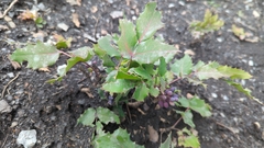 Berberis