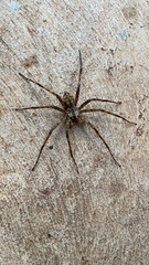 Dolomedes albineus