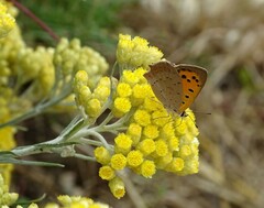 Lycaena phlaeas