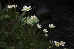 Parnassia cirrata intermedia