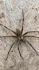 Dolomedes albineus