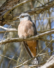 Cacomantis flabelliformis