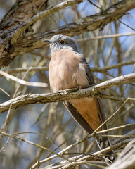 Cacomantis flabelliformis