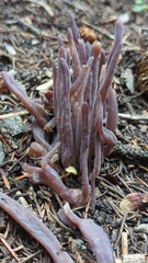 Alloclavaria purpurea