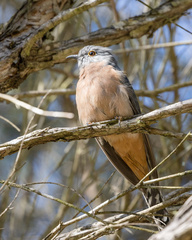 Cacomantis flabelliformis