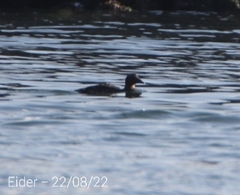 Somateria mollissima