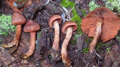 Cortinarius malicorius