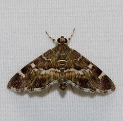 Hymenia perspectalis