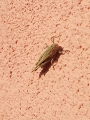 Aiolopus strepens