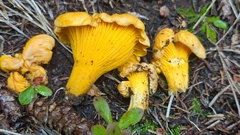 Cantharellus roseocanus