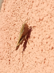Aiolopus strepens