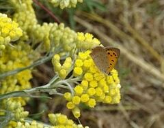 Lycaena phlaeas