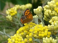 Lycaena phlaeas