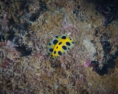 Phyllidia polkadotsa
