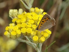 Lycaena phlaeas