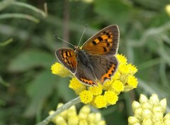 Lycaena phlaeas