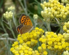 Lycaena phlaeas