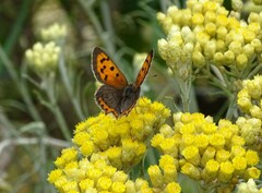 Lycaena phlaeas