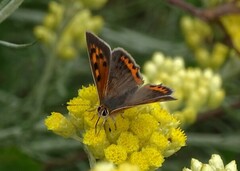 Lycaena phlaeas