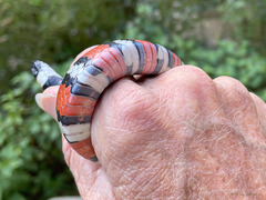 Lampropeltis multifasciata