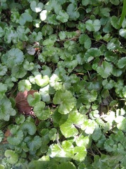 Hydrocotyle ranunculoides