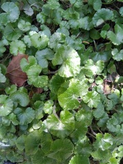 Hydrocotyle ranunculoides