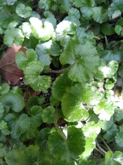 Hydrocotyle ranunculoides