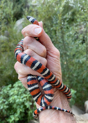 Lampropeltis multifasciata