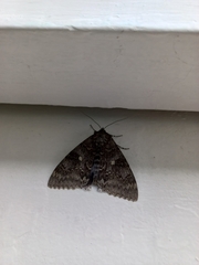 Catocala fraxini