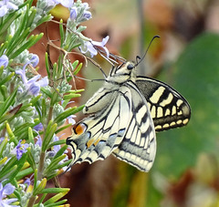 Papilio machaon