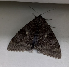 Catocala fraxini