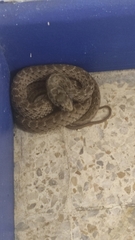 Malpolon monspessulanus