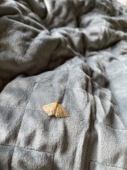 Camptogramma bilineata