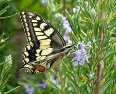 Papilio machaon