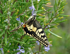 Papilio machaon