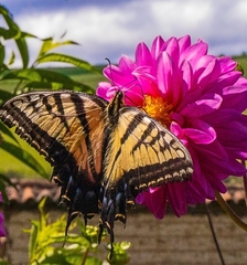 Papilio multicaudata
