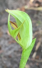 Pterostylis curta