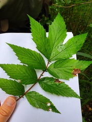 Filipendula ulmaria