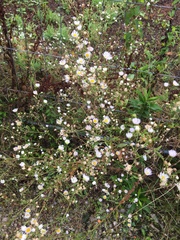 Erigeron annuus