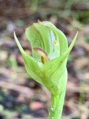 Pterostylis curta