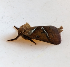 Triodia sylvina