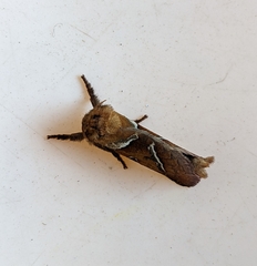 Triodia sylvina