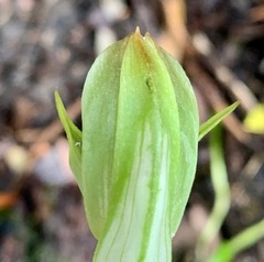 Pterostylis curta