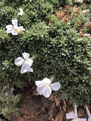 Phlox condensata