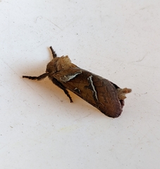 Triodia sylvina