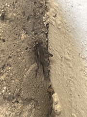 Gryllus pennsylvanicus