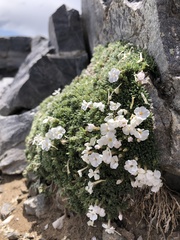 Phlox condensata