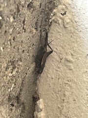 Gryllus pennsylvanicus