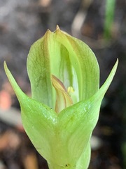 Pterostylis curta
